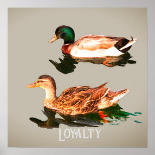 Póster Mallas de los Ducks