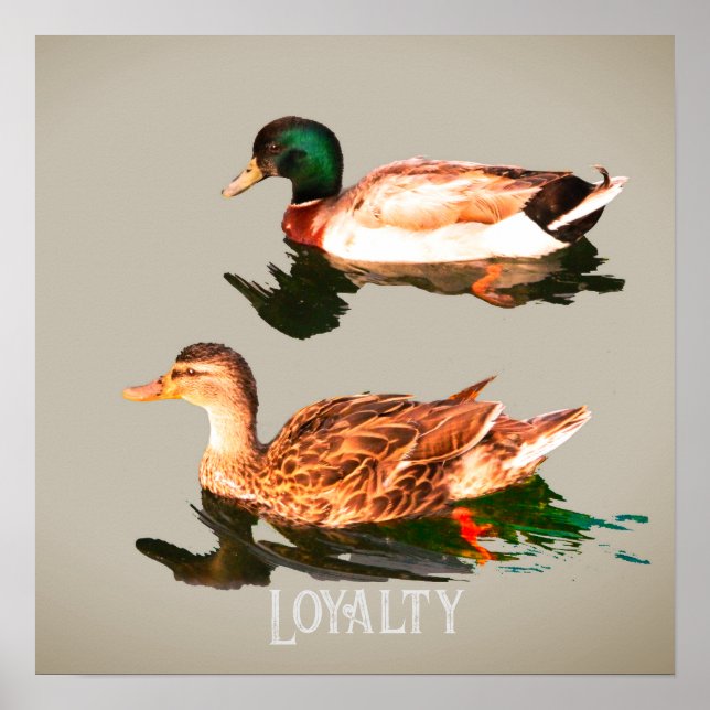 Póster Mallas de los Ducks (Frente)