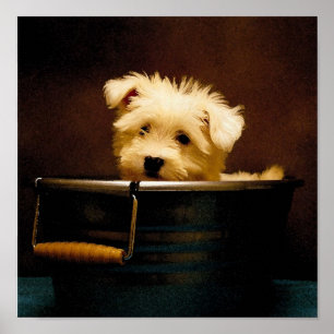 Póster Maltés en la bañera