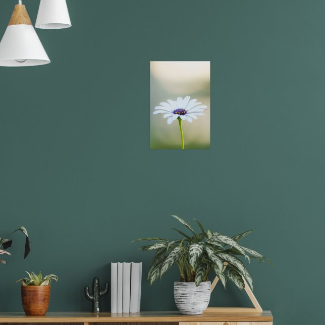 Póster 🌼 Maltese Serenity (Salón 1)