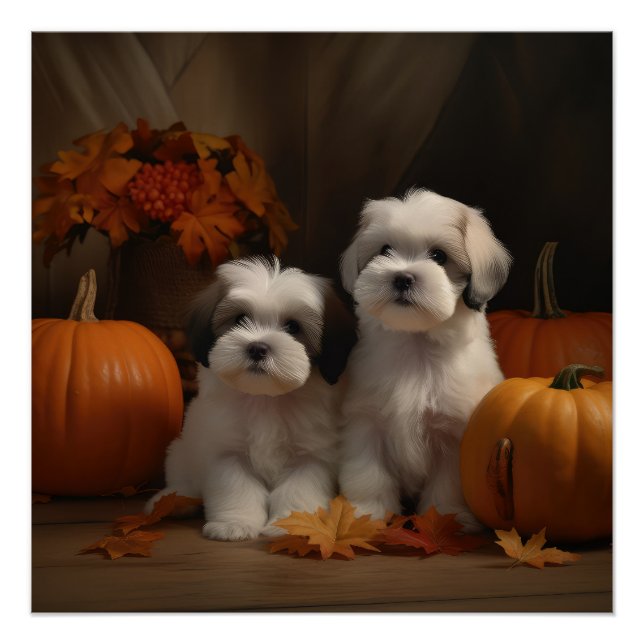 Póster Malti tzu Puppy Calabaza deslumbrante de otoño (Anverso)