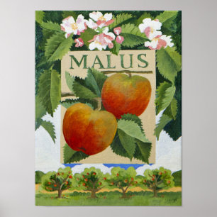 Póster Malus