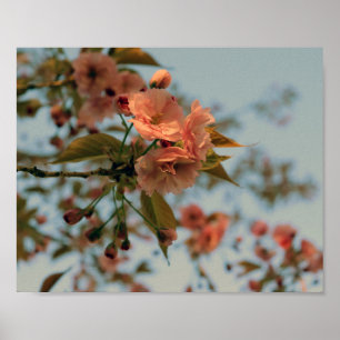 Póster Malus Brandywine Crabapple Tree Spring Pink Bloom