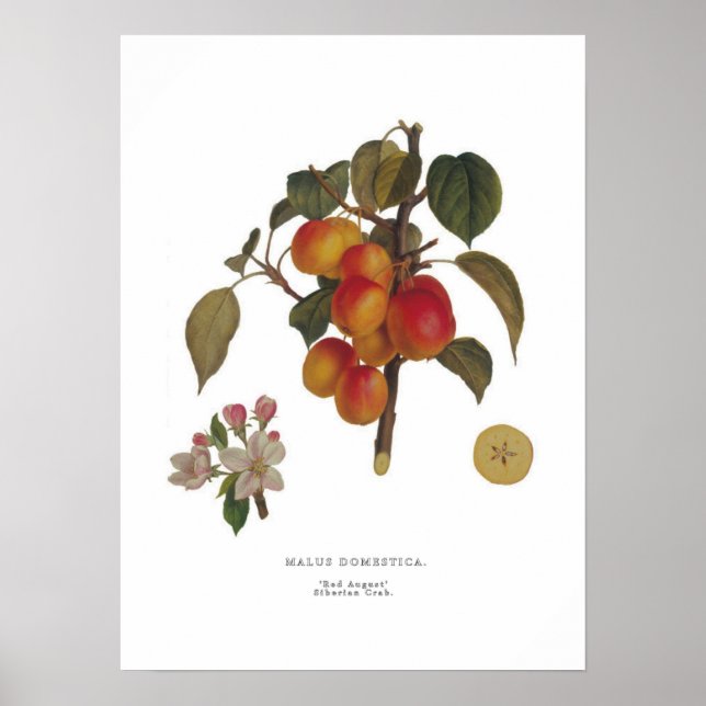 Póster Malus domestica (Frente)