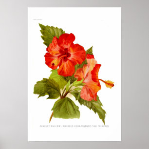 Póster Malva del escarlata (hibiscos)
