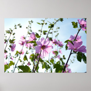 Póster Malva Real Florece en Verano