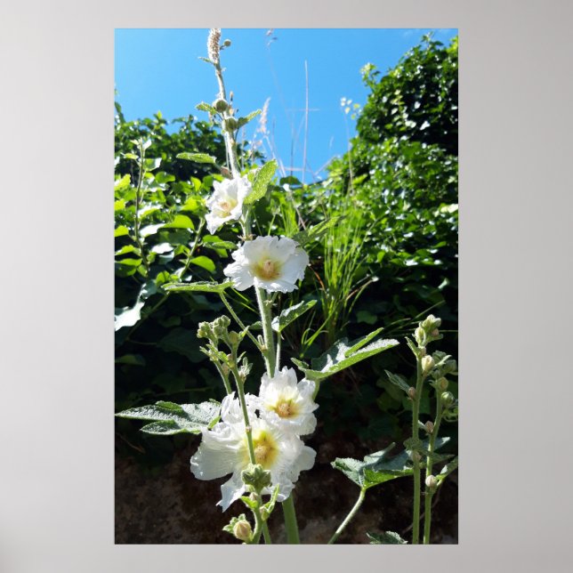 Póster Malvarrosa florece, Alcea Alba (Frente)