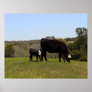 Póster Mama Cow and Calf in Texas Pasture