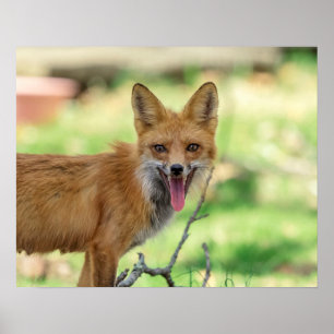 Póster Mama Fox en el Valle de Hudson