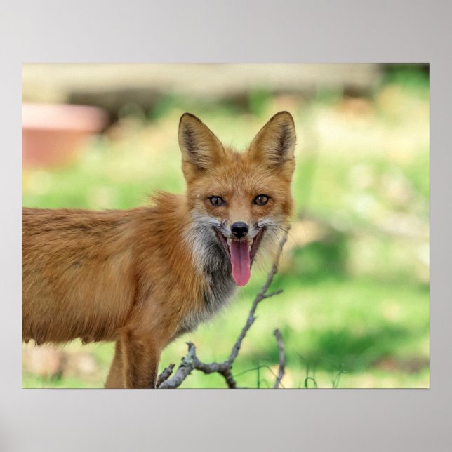 Póster Mama Fox en el Valle de Hudson (Frente)