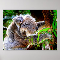 Mama Koala y el bebé Joey en un árbol