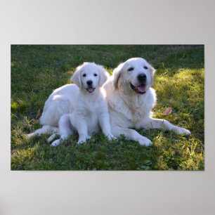 Póster Mamá recuperadora de oro y cachorro