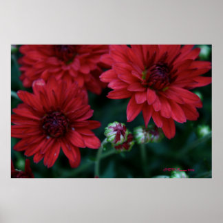Póster Mamá Red Bud