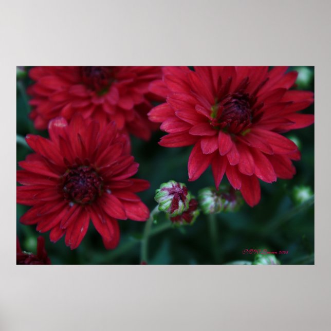 Póster Mamá Red Bud (Frente)