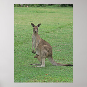 Póster Mama Roo y Joey