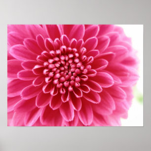 Póster Mamá rosa