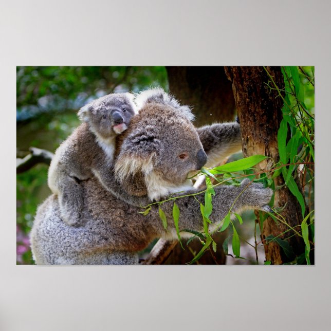 Póster Mama y Baby Koalas (Frente)