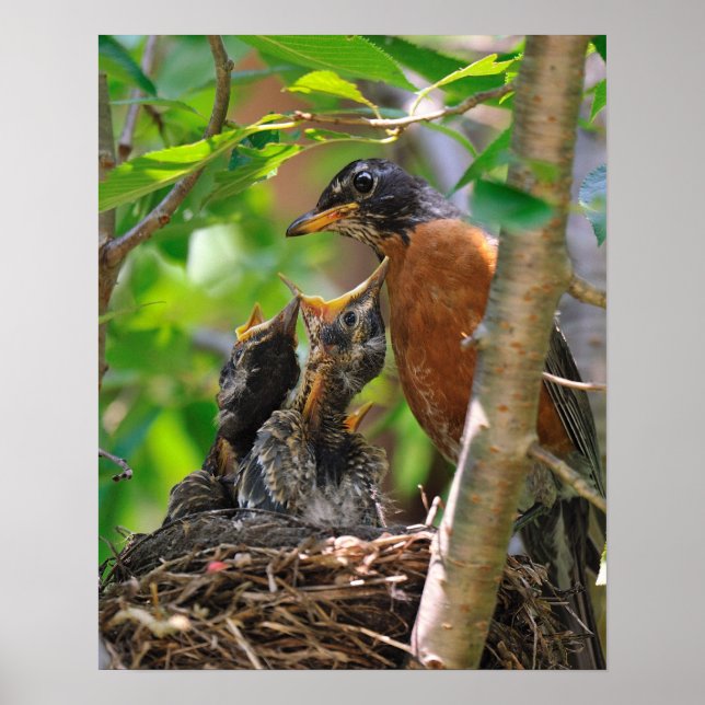 Póster Mama y Baby Robins (Frente)