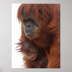 Póster Mamá y bebé Orangutan