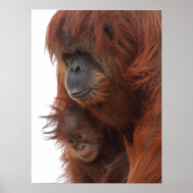 Póster Mamá y bebé Orangutan (Frente)
