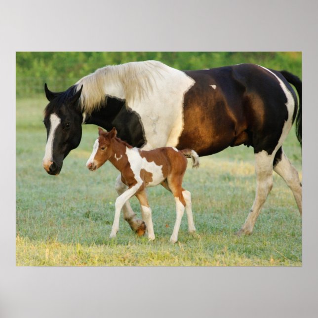 Póster Mamá y pintura recién nacida Filly (Frente)