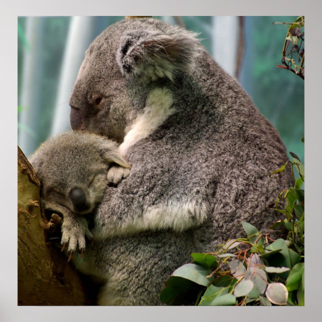 Póster Mamá y Recién nacido de Koala (Frente)