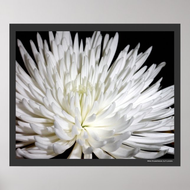 Póster Mamáes de flores de crisantemo blanco (Frente)