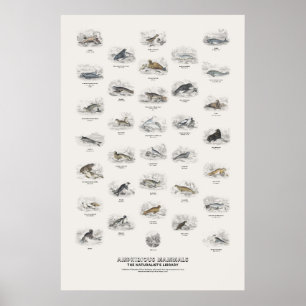 Póster Mamíferos Anfibios - Biblioteca del Naturalista