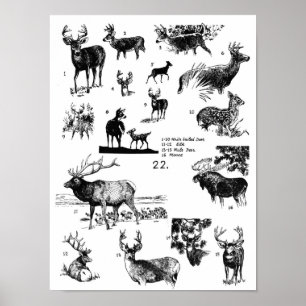 PÓSTER MAMMALS POSTER