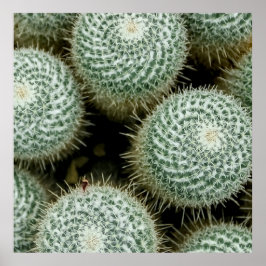Póster Mammillaria hahniana