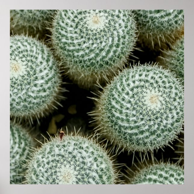 Póster Mammillaria hahniana (Frente)