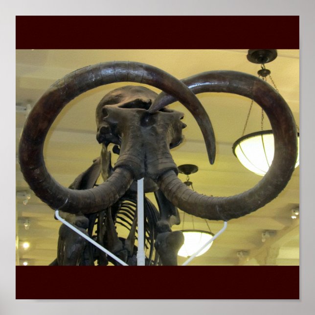 Póster Mammoth Closeup (Frente)