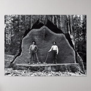 Póster MAMMOTH SEQUOIA c. 1878