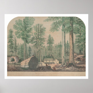 Póster Mamut Trees de California (1191)