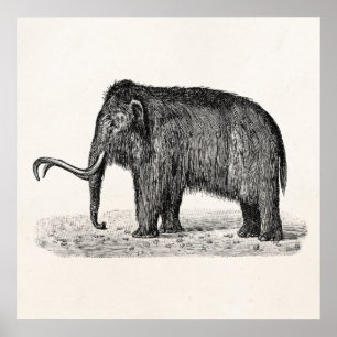 Póster Mamuts lanosos del ilustracion del mamut lanoso