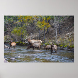 Póster Manada de alces en el río Big Thompson
