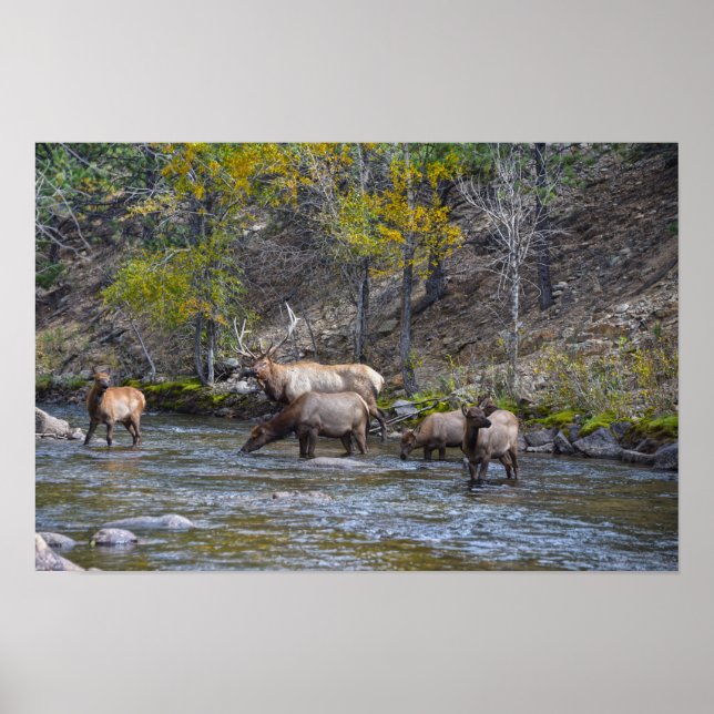 Póster Manada de alces en el río Big Thompson (Frente)