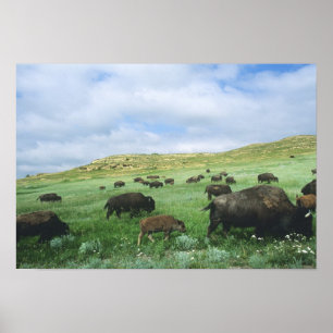 Póster Manada de bisontes pastan hierba de la pradera en 