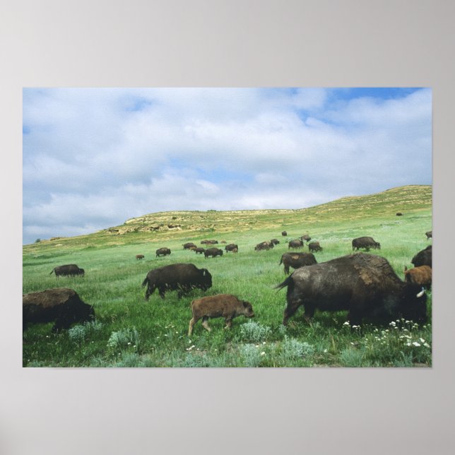Póster Manada de bisontes pastan hierba de la pradera en  (Frente)