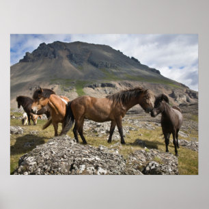 Póster Manada De Caballos, Cerca De Hofn, Islandia
