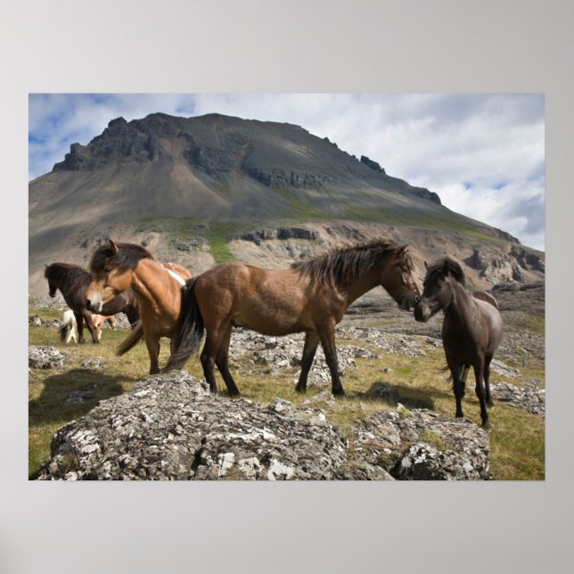 Póster Manada De Caballos, Cerca De Hofn, Islandia (Frente)
