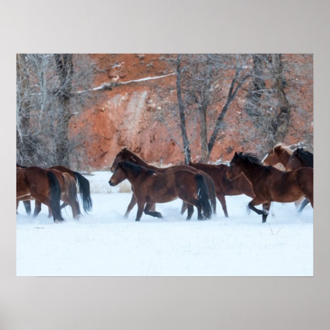 Póster Manada de caballos corriendo en la nieve (Frente)