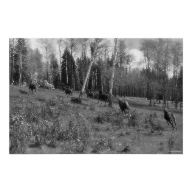 Póster Manada de caballos, Rancho Pastor Equine B&W Foto (Anverso)