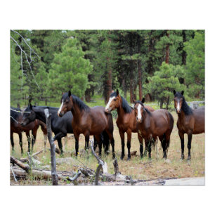 Póster Manada de caballos salvajes