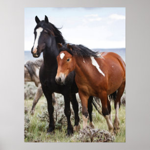 Póster Manada de Caballos Salvajes