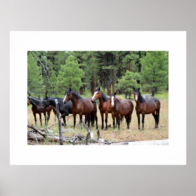 Póster Manada de caballos salvajes (Frente)