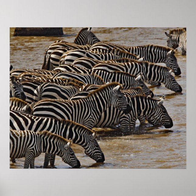 Póster Manada de Cebras de Burchell bebiendo de Mara (Frente)