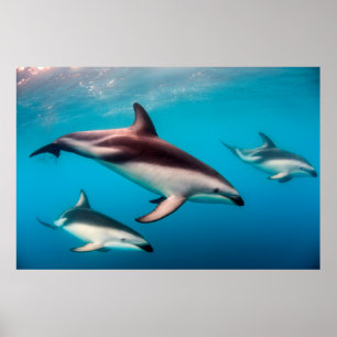 Póster Manada de delfines oscuros frente a Kaikoura
