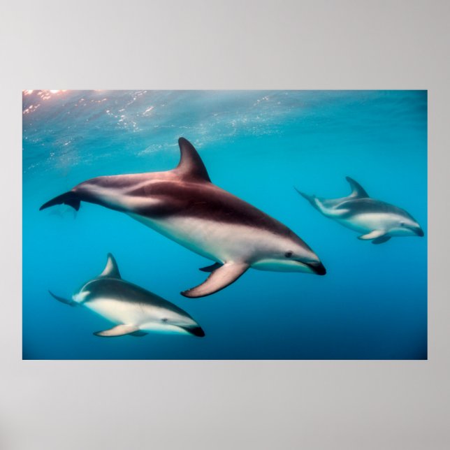 Póster Manada de delfines oscuros frente a Kaikoura (Frente)