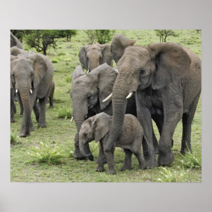 Póster Manada de elefantes africanos